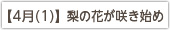 【4月】 梨の花が咲き始め