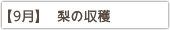 【9月】 梨の収穫