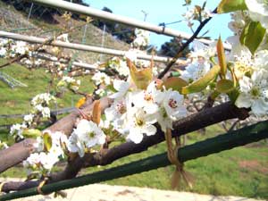 【4月】 梨の花が咲き始め