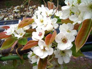 【4月】 梨の花が咲き始め