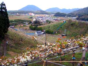 【4月】 梨の花が咲き始め