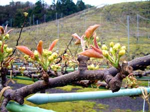 【4月】 梨の花が咲き始め