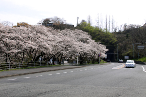 鳥取砂丘トンネル入口の桜が満開です！