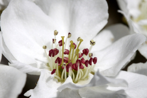 梨の花が開花し始めました