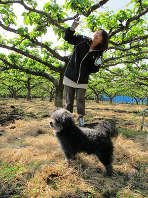 愛犬を連れて小袋掛け作業