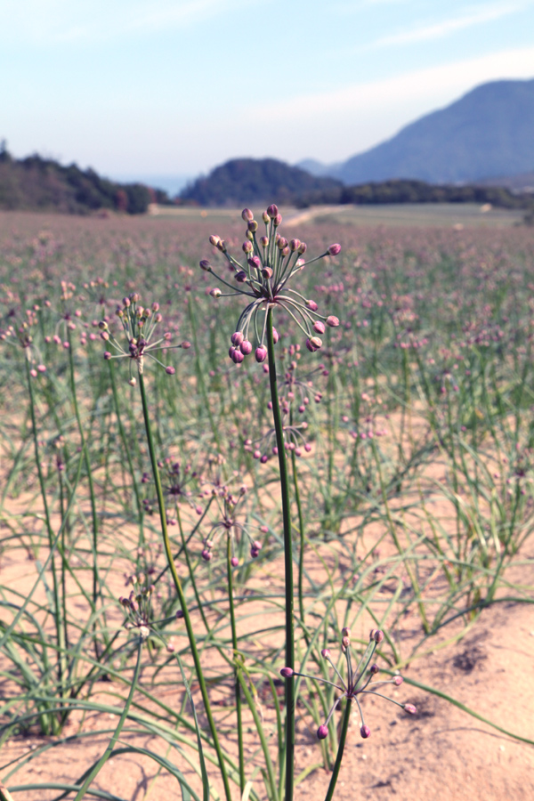 ラッキョウの花