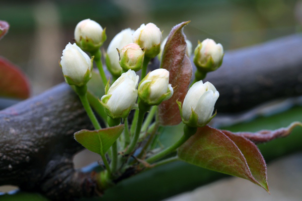 二十世紀梨の花の蕾