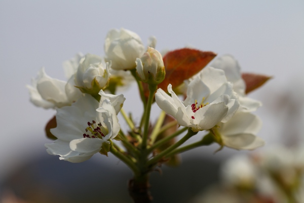 二十世紀梨の花