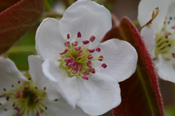 梨の花