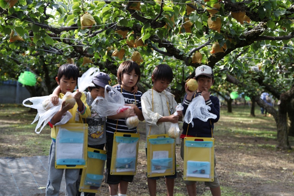 小学生の梨狩り