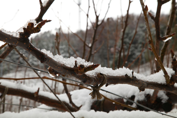 この冬　初の積雪