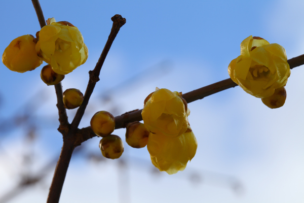 蝋梅（ろうばい）が開花しました。