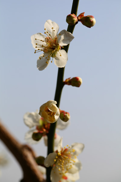 梨園に植えている梅の花が咲きました。