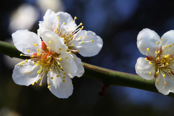 梨園に植えている梅の花が咲きました。