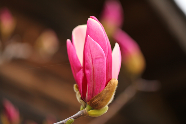 鳥取も　桜の開花宣言