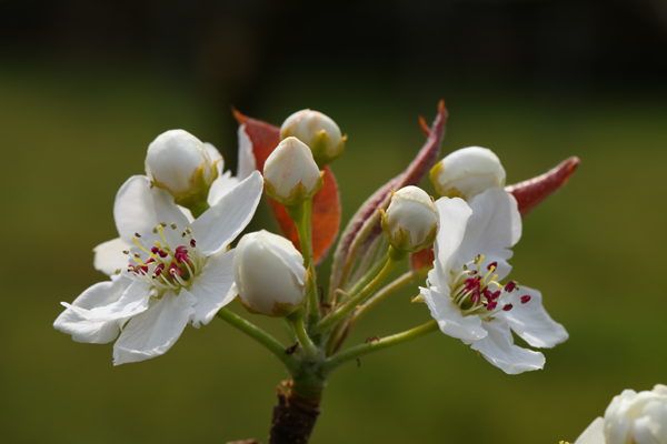 梨の花が開花しました。