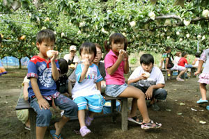 とれたての梨を美味しそうに食べている子供達です。