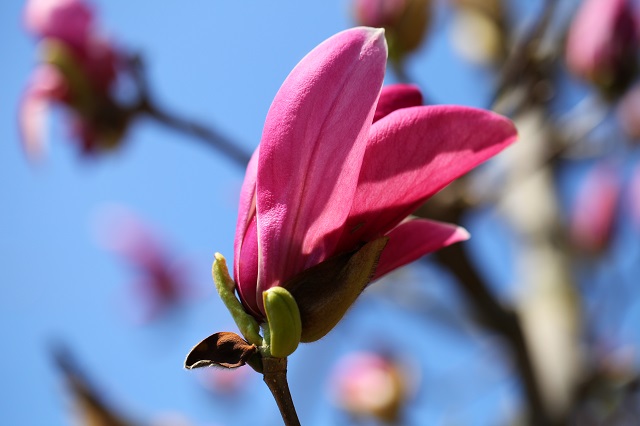 2014.3.28 こぶしの花