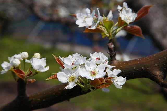 新興梨の花2014年4月8日