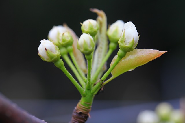 新甘泉つぼみ2014年4月6日