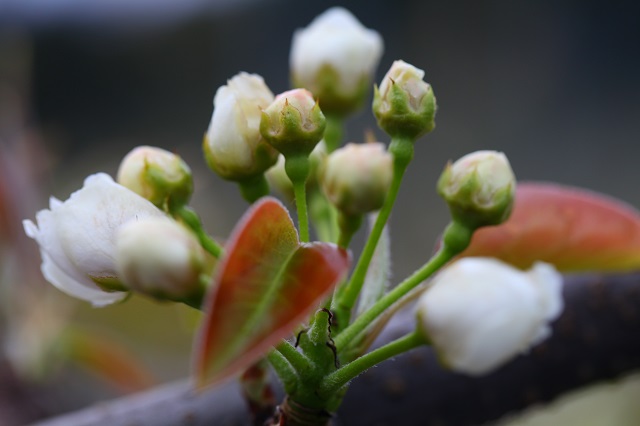 秋栄つぼみ2014年4月6日