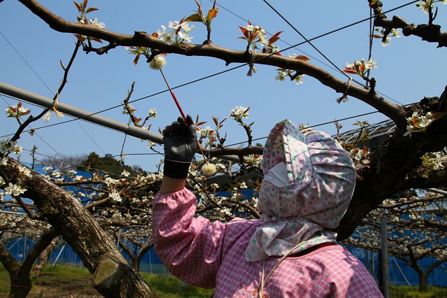 新興梨交配2014年4月8日