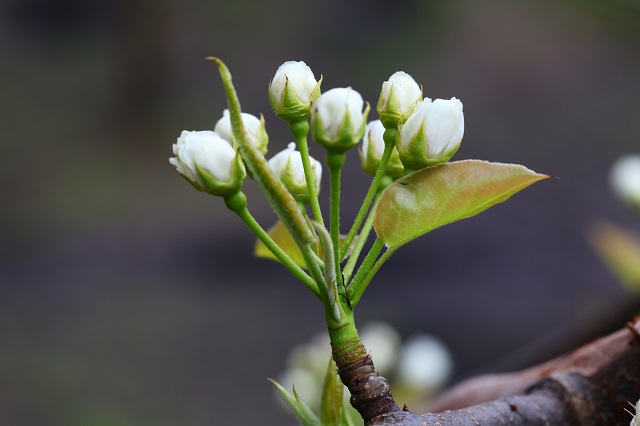 瑞鳥つぼみ2014年4月6日