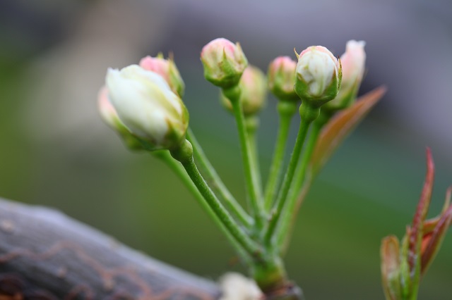 幸水つぽみ2014年4月6日