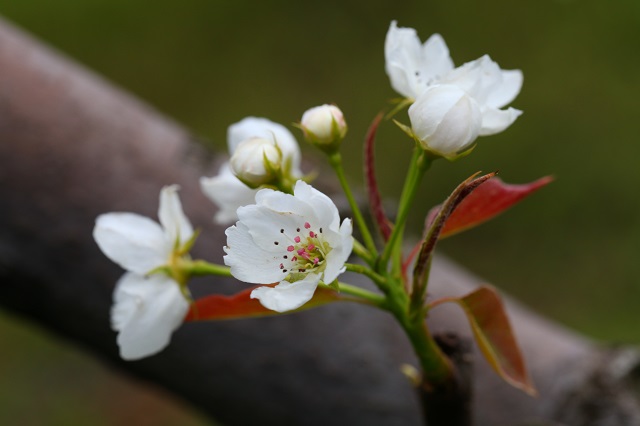 あたご梨つぽみ2014年4月6日