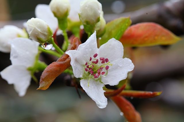 二十世紀梨雨天の花