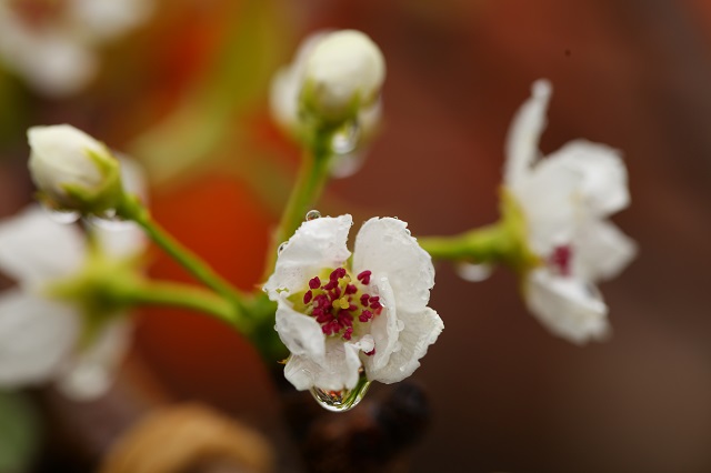 新甘泉雨天の花