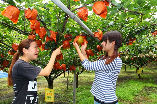 新甘泉梨狩り2