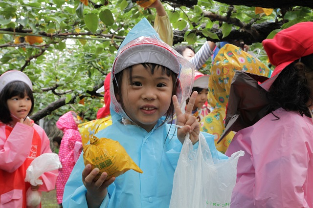 幼稚園梨狩り3