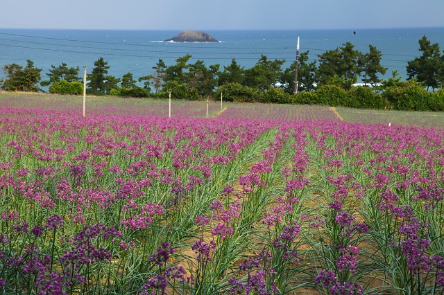 らっきょうの花1