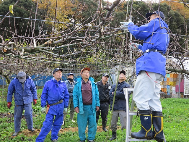 新甘泉剪定講習会2