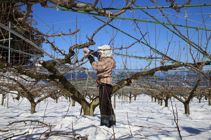 雪の中での剪定作業2