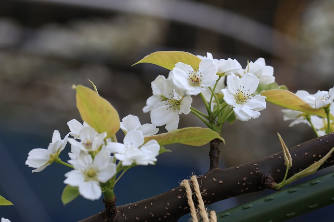 新甘泉の花2017