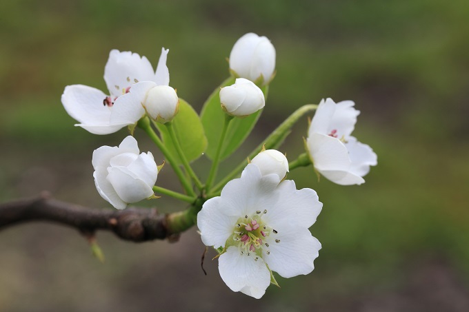 甘太の花2018