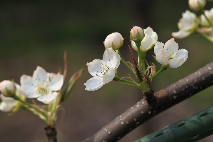 爽甘の花2019