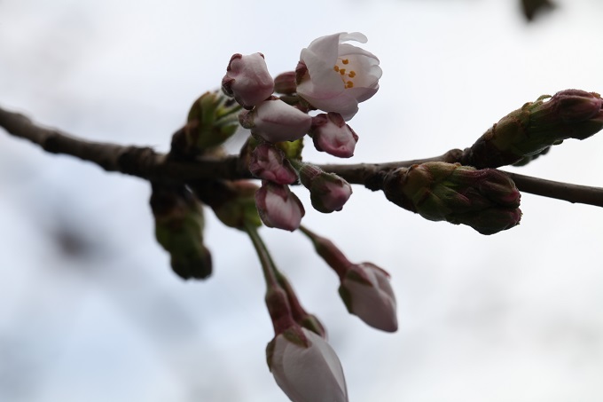 桜の開花2020