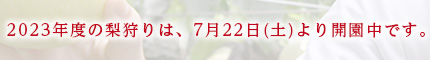 2023年度の梨狩りは、7月22日(土)より開園中です。